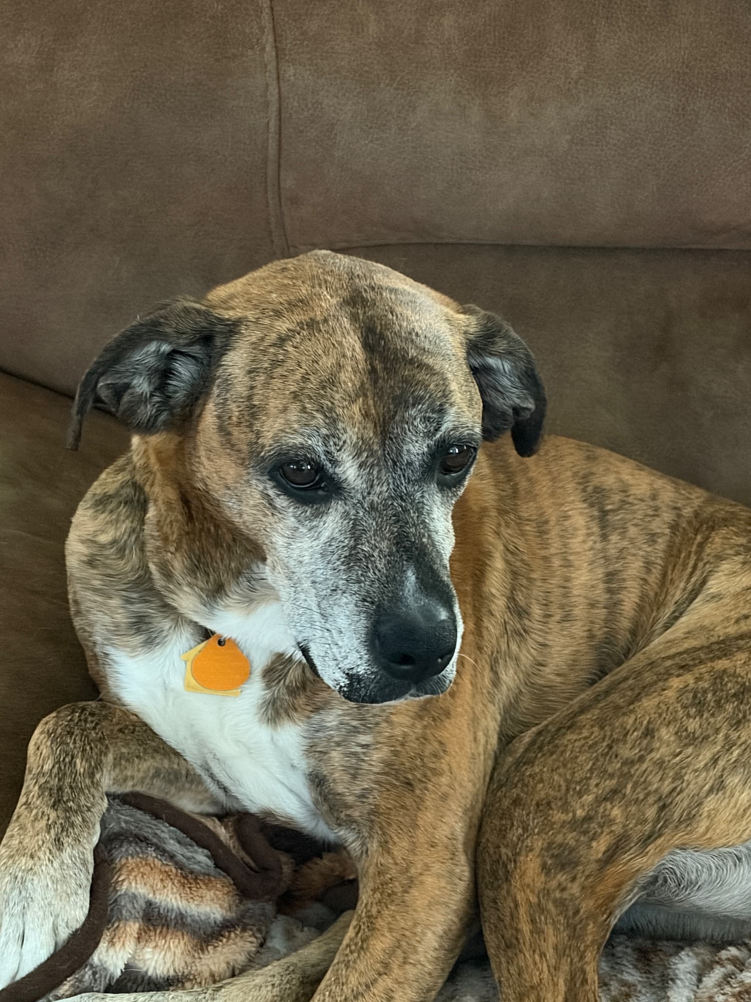 Daisy, a pet contest entry